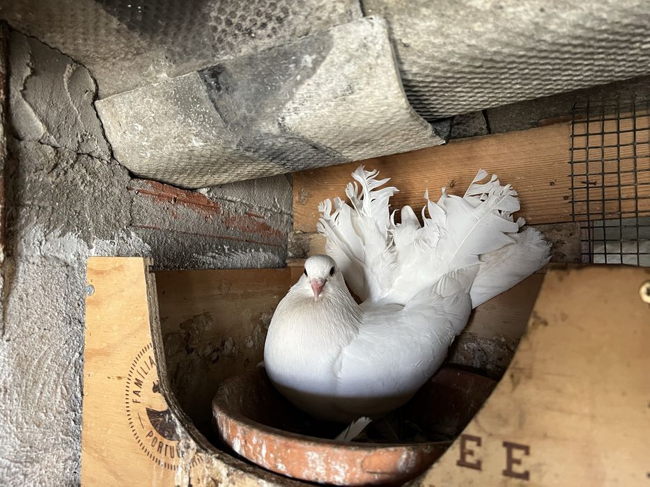 Borrachos de pombo de leque