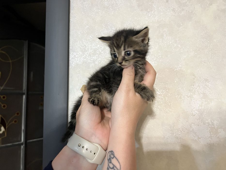 Продам маленьких котяток