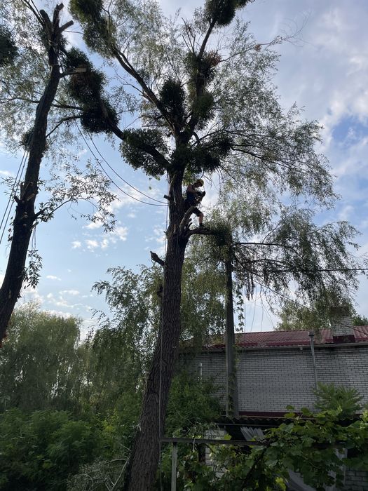 Валка та спилювання дерев у Борисполі