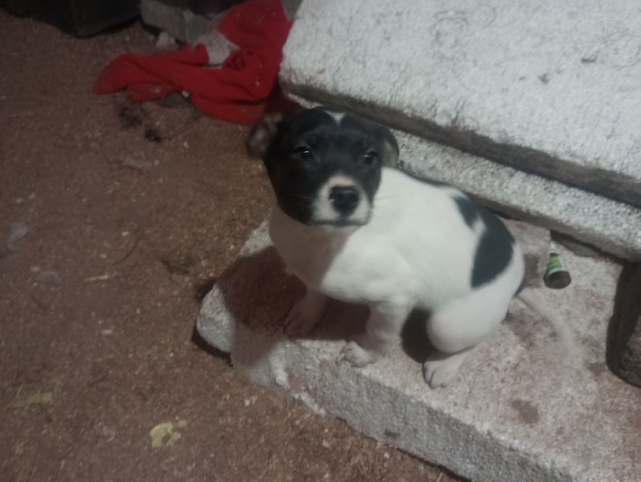 Кобелек небольшого размера 3,5 месяца вакцинирован