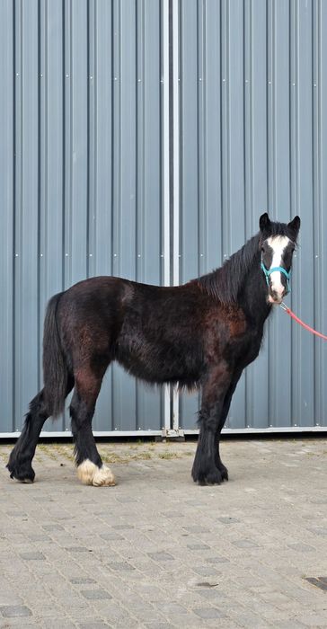 Wałach Tinker irish cob gypsy cob