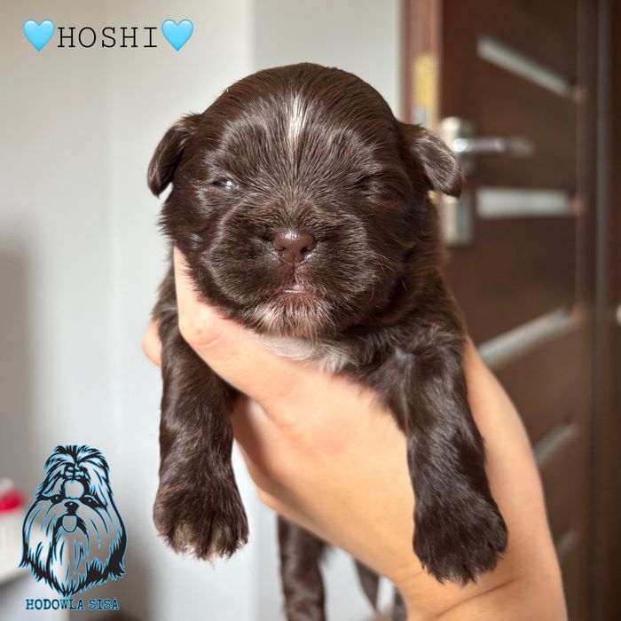 Shih Tzu piesek czekoladowy