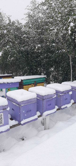 Жива зелена огорожа. Бамбук морозостійкий