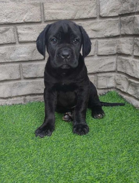 Кане-корсо чорна красуня