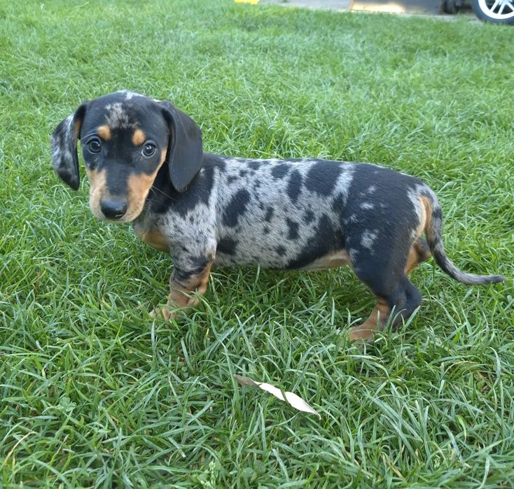 Jamnik standardowy suczka blue merle gotowa do odbioru
