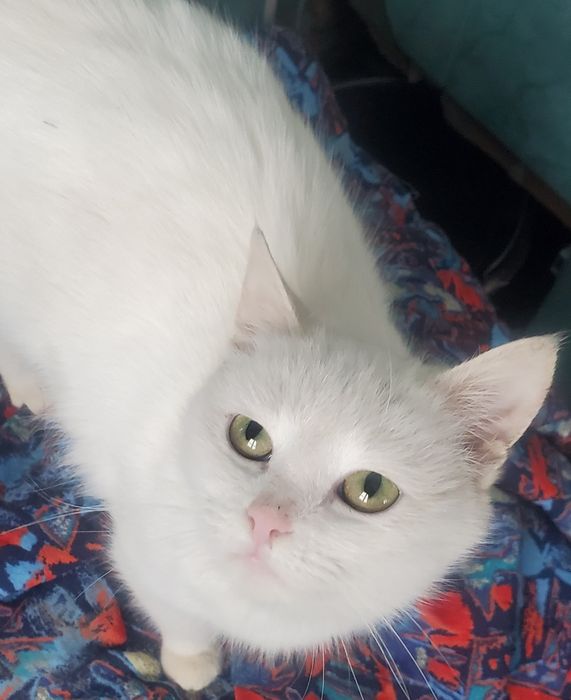 Сніжана шукає люблячу родину, та мріє про теплий дім.