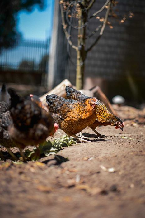 Młode kury nioski ROSA - 14-22 tygodnie