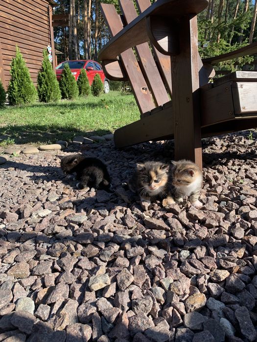 Кошенята, кошеня , котики