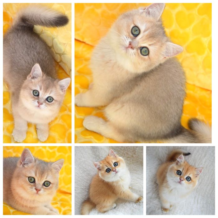 Британська золота шиншила/голуба шиншила