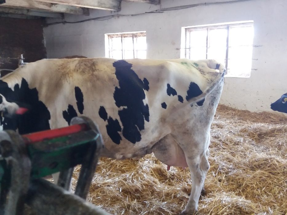 Продам телку настоящий голштин!