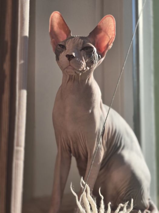 WCF DON Sphynx kotek