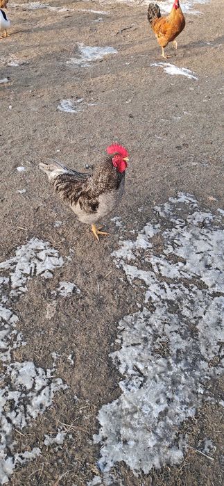 Kogut, koguty zielononóżki, kaczory piżmowe sprzedam zamienie