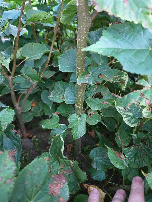 Lipa drobnolistna 70 cm - 100 cm