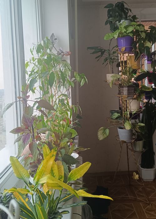 продаж/обмін рослинами