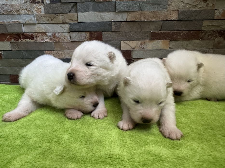 Samoyed suczka FCI ZKwP