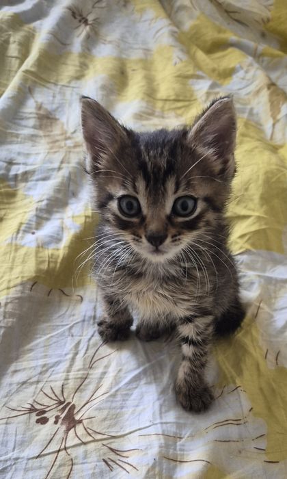 Отдам котят бесплатно