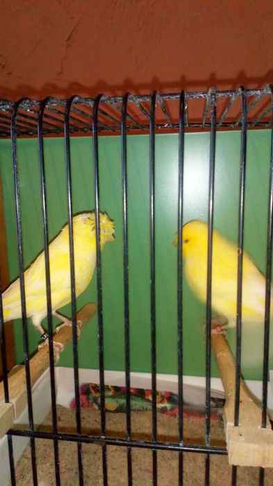 Kanarki klatki 2GR golabki diametowe