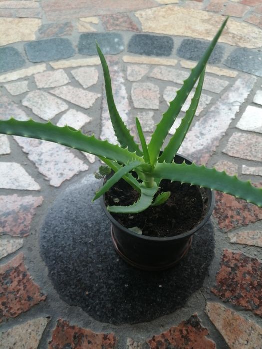 Aloes kwiat leczniczy