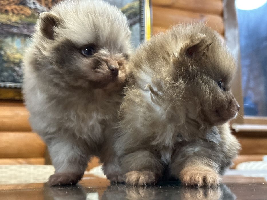 Редкий окрас мерле померанский шпиц