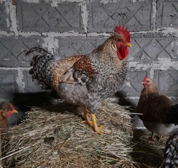 Kogut czubatek młody