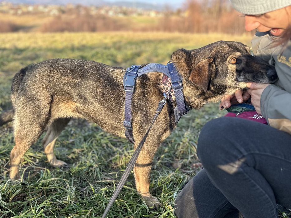 Lupa - 1 rok, roczna suczka ze schroniska