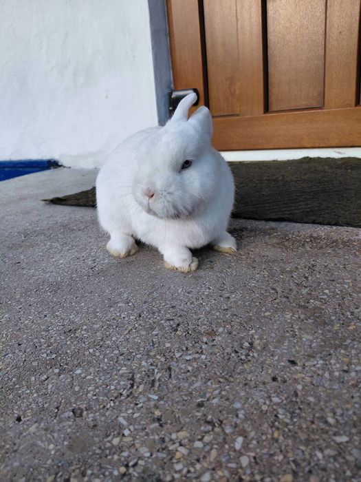 Декоративний кролик