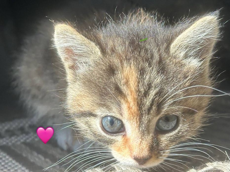 Отдам котят в хорошие руки