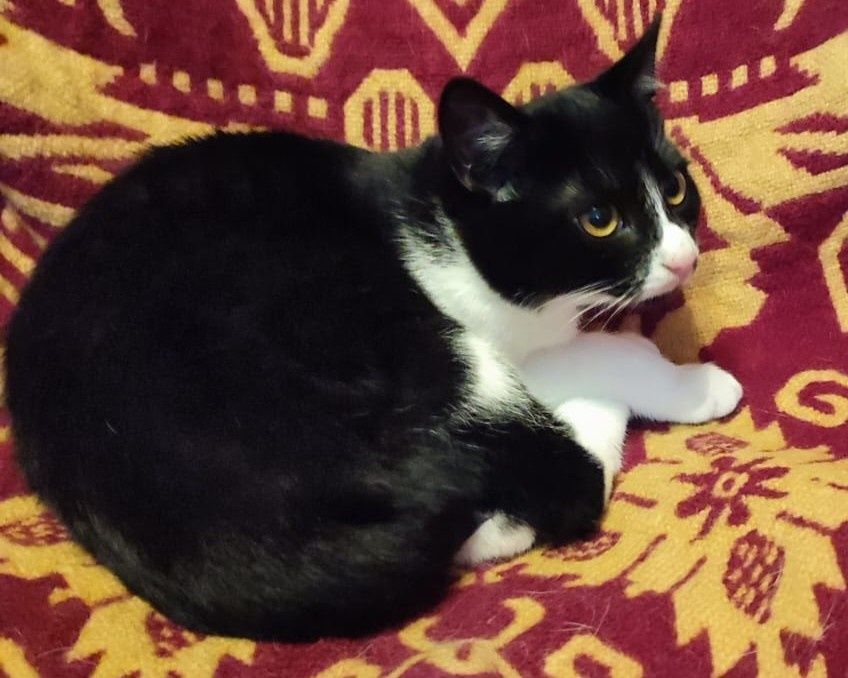 Oddam w dobre ręce dwie kotki i jeden kot