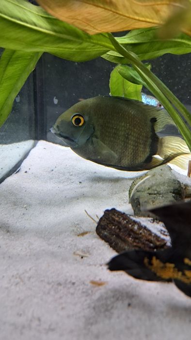 Pielęgnica severum