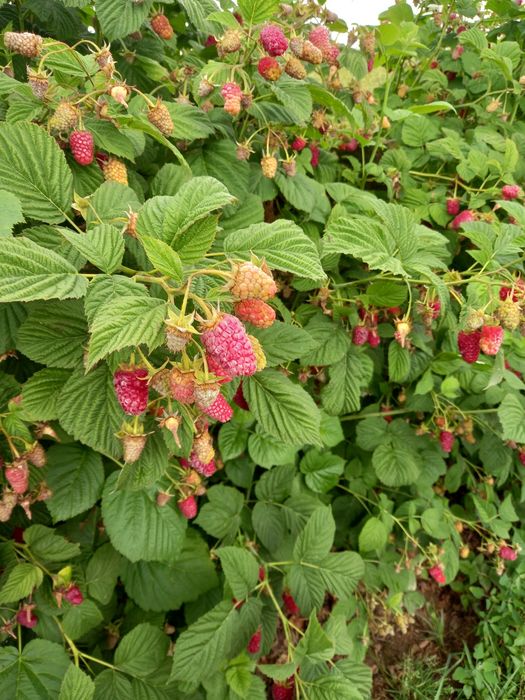 Sprzedam sadzonki malin laszka