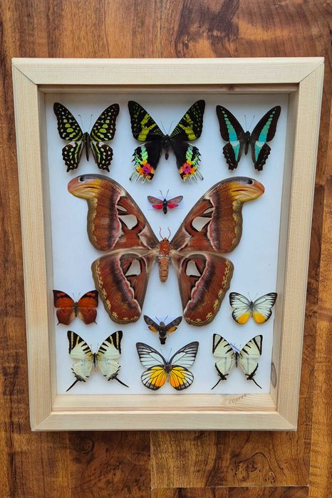 Gablotka ramka motyle Attacus atlas Urania ripheus i inne na ścianę