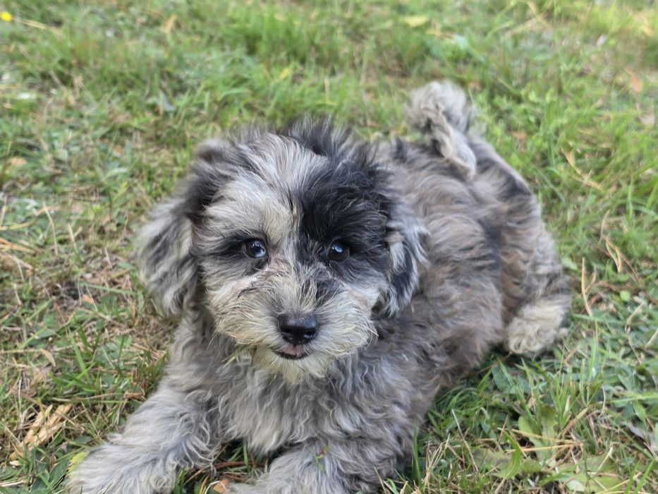 Szczenię maltipoo z metryką