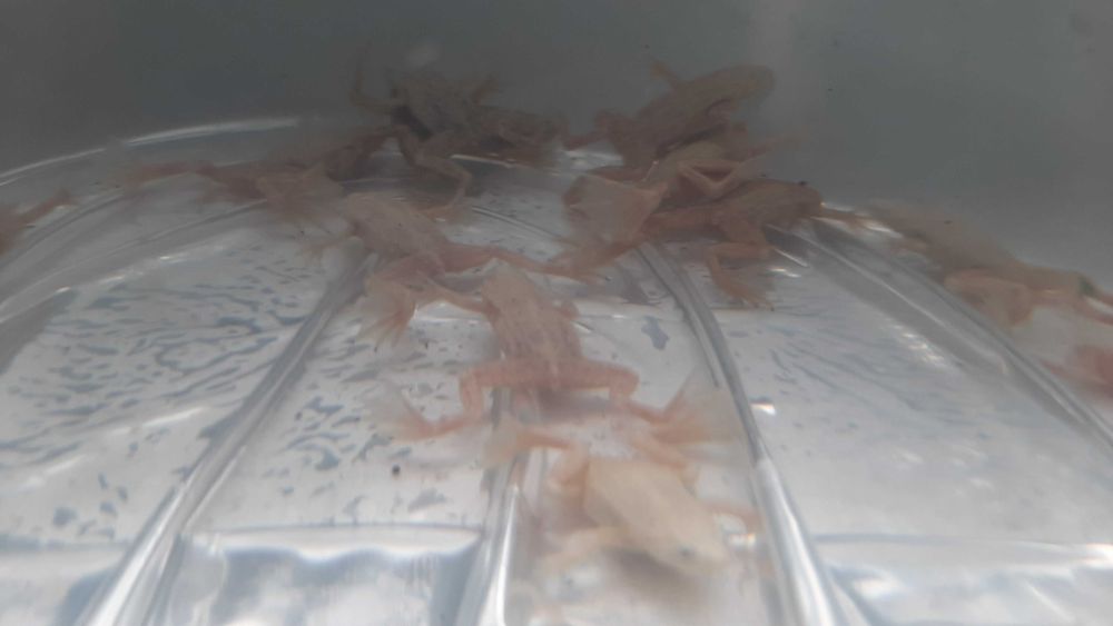 żabki akwariowe ( karlik szponiasty)