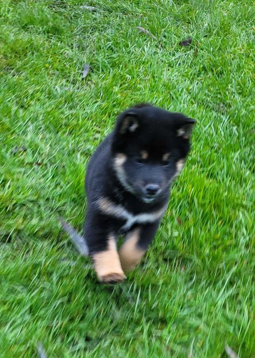 Shiba inu z metryką Fci