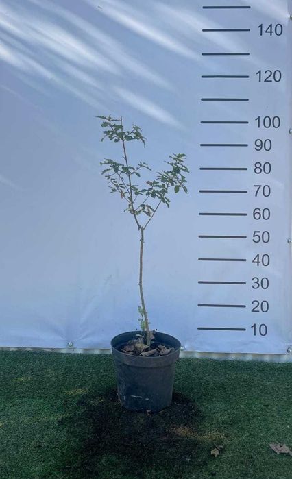 Árvore Quercus faginea 40/60cm