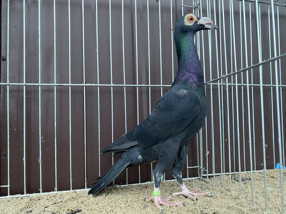 Młody samiec Karier