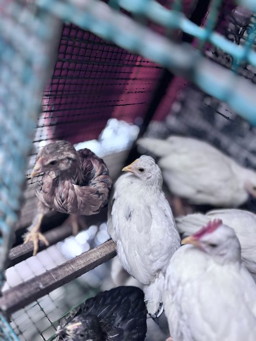 Frangas e frandos leghorn e poedeira