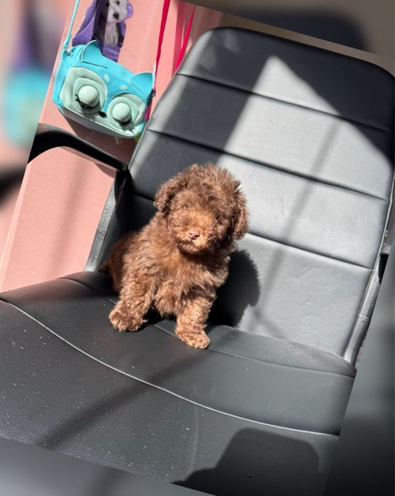 Класний той пудель