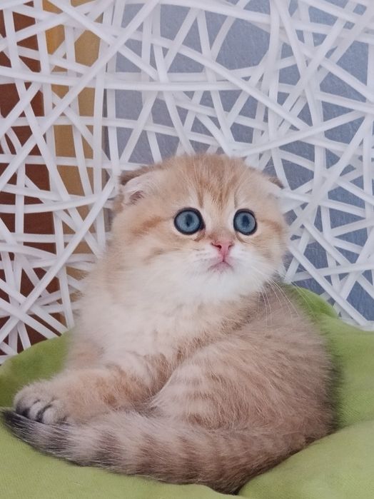 Шикарний котик чекає мамочку