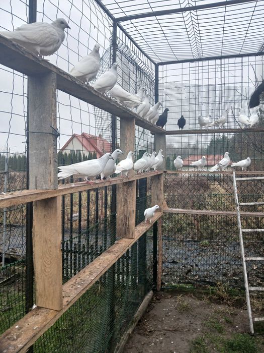 Sprzedam gołębie jasne