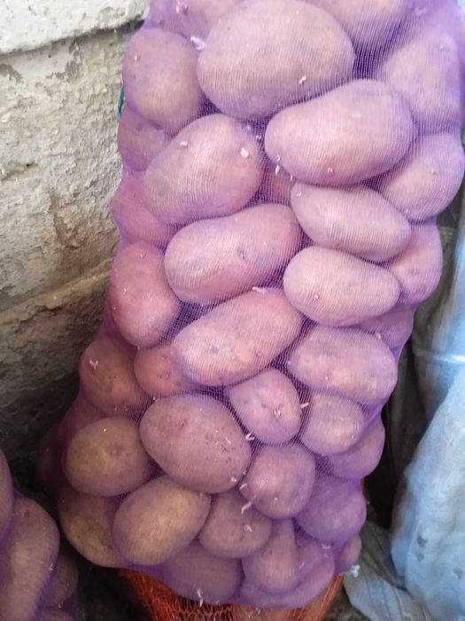 Продам картоплю в сітках