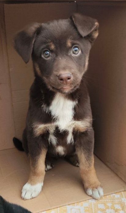 Цуценя шукає дім