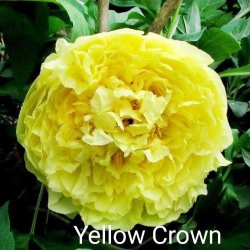 Півонії ІТО.Кореневища