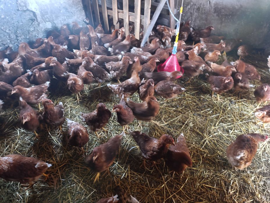 Молодка Ломан Браун