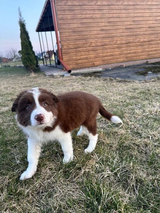 Border Collie czekoladowy piesek, ZKwP FCI