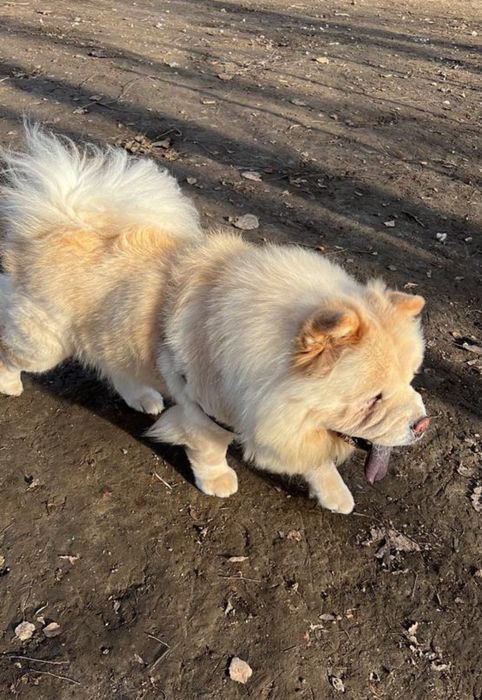 Pies rasy Chow Chow