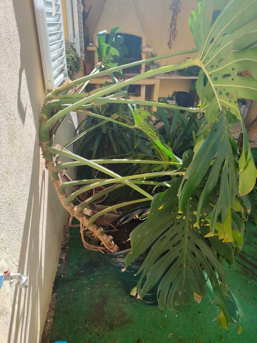 Monstera (Adulta)