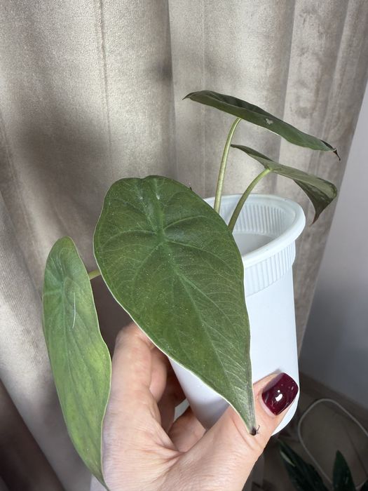 Дітки алоказій, різні сорти