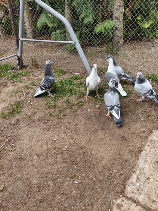 Gołębie pocztowe młode