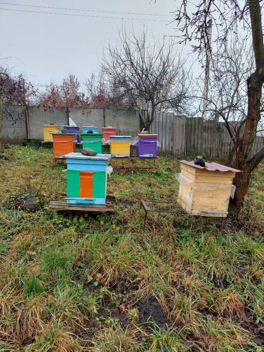 Продам бджолосімʼї,бджоло пакети
